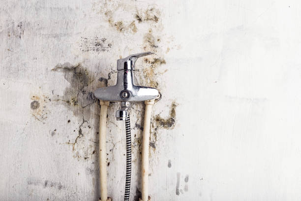 Best Toxic Mold Removal  in Mason, OH