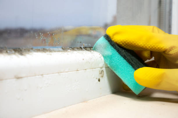 Best Black Mold Removal  in Mason, OH