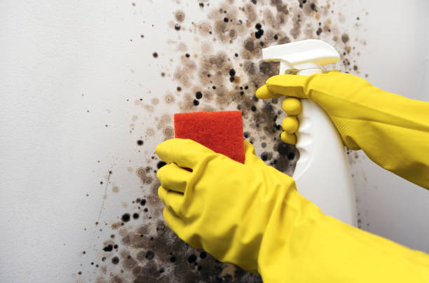Best Affordable Mold Removal  in Mason, OH