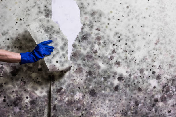 Home Mold Removal in Mason, OH