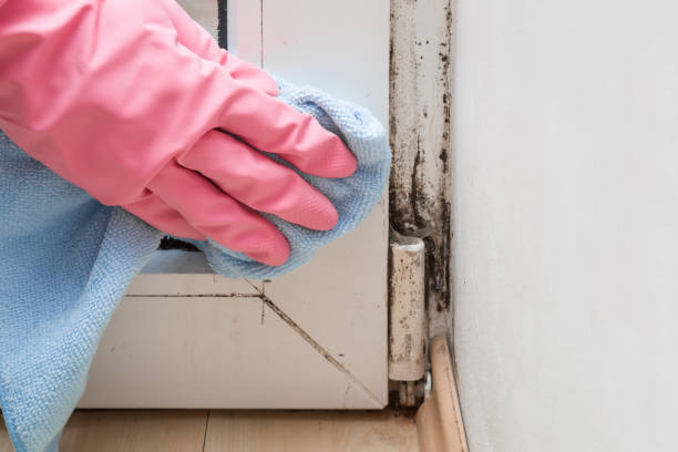 Best Office Mold Removal Services  in Mason, OH