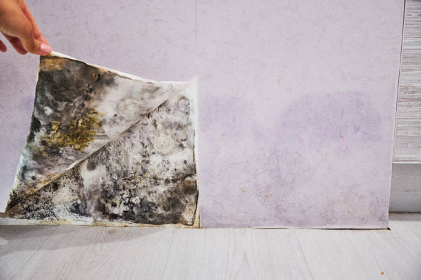 Best Local Mold Removal Service  in Mason, OH